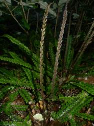 Blechnum fluviatile. Fertile fronds with short pinnae arising at a narrow angle to the rachis.
 Image: L.R. Perrie © Leon Perrie CC BY-NC 3.0 NZ